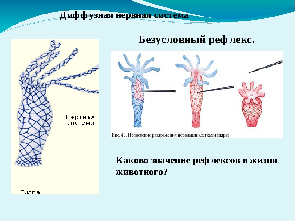 Актуальный домен кракена